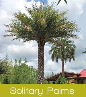 solitary palm tree