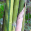 XL Greenstripe Bamboo (bambusa dolichomerithalla)