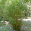 XL Fernleaf Bamboo (bambusa multiplex)
