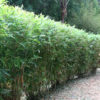 XL Hedge Bamboo (bambusa multiplex)