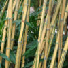 XL Sunburst Yellow Bamboo (bambusa pervariabilis viridistriata)