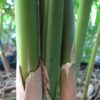 XL Albostriata Bamboo (bambusa textilis)