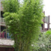 XL Mutabilis Bamboo (bambusa textilis)