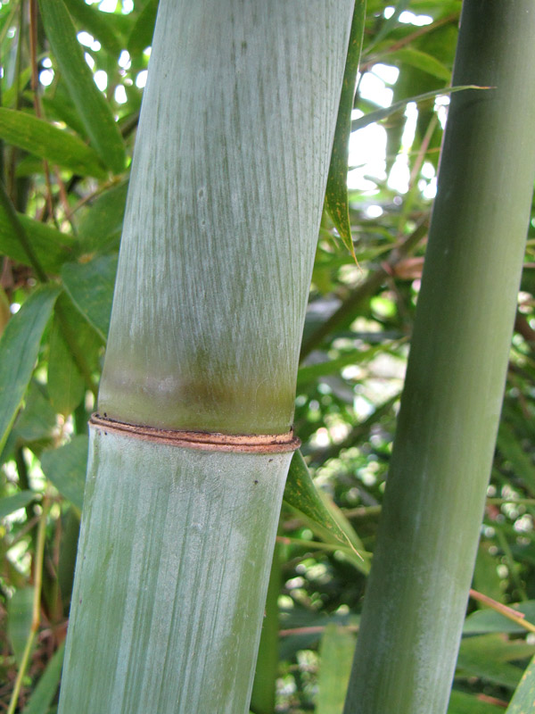 XL Weavers Bamboo (bambusa textilis) Urban Palms