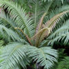 Lg. Brazilian Tree Fern Plant (blechnum brasiliensis)
