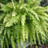 Lg. Variegated Boston Tiger Fern (nephrolepis exaltata)