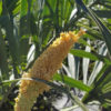XL Silvery Seashore Palm Tree (allagoptera arenaria)
