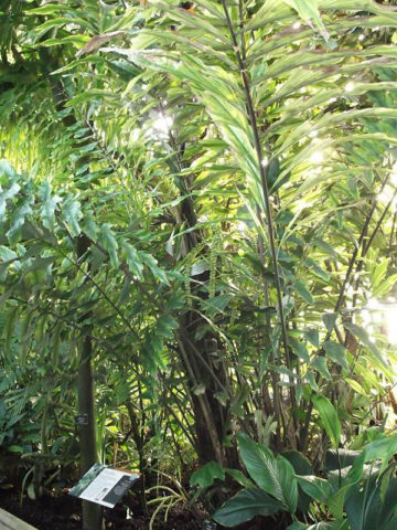 XL Super Dwarf Thai Sugar Palm Tree (arenga caudata)