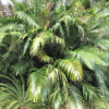Lg. Taiwan Dwarf Sugar Palm Tree (arenga engleri)