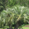 XL Hardy Feather Leaf Pindo Jelly Palm Tree (butia capitata)