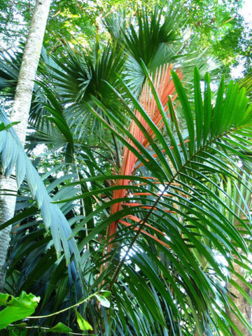 XL New Guinea Sunset Palm (calyptrocalyx albertsianus)