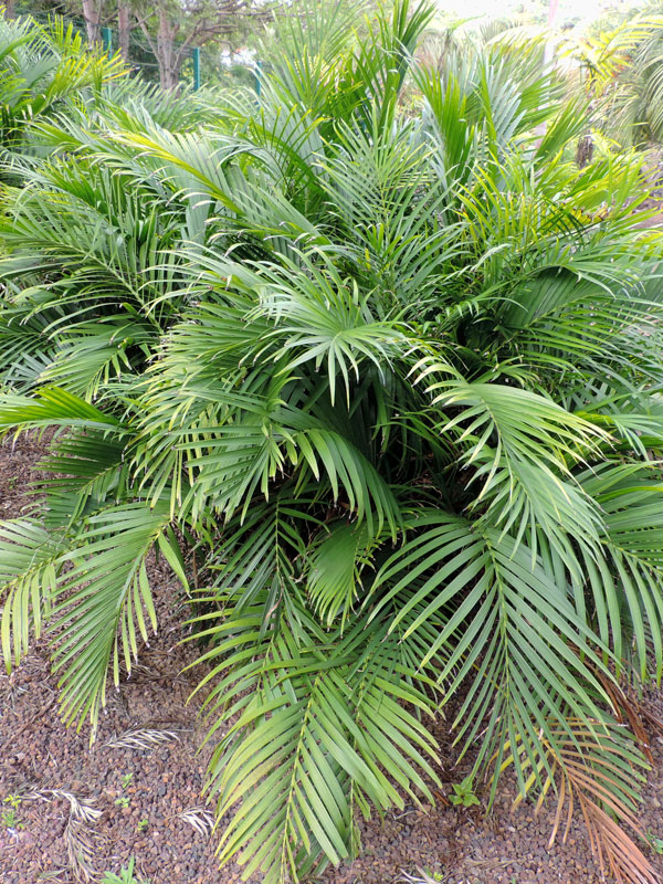 Cascade Cat Palm Tree Chamaedorea Cataractarum Urban Palms