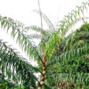 Lizard Rattan Palm (calamus rudentum)