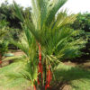 Lg. Red Lipstick Palm Tree (clustering cyrtostachys renda)