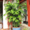 Long Stem Bamboo Palm Tree (chamaedorea seifrizii)