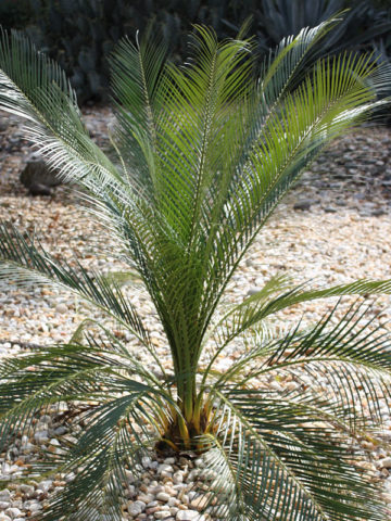 XL Palma de la Virgen Chestnut Dioon (dioon edule)