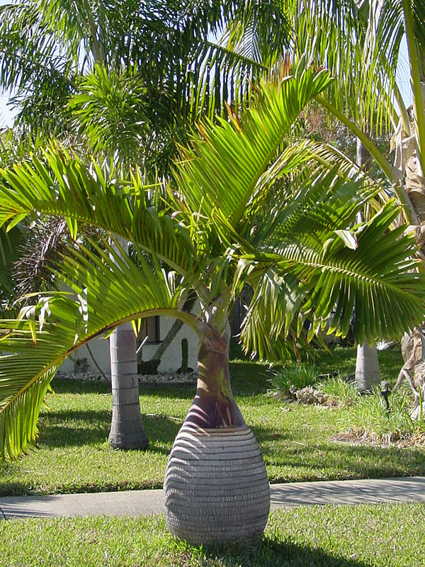  Bottle Palm Tree  hyophorbe lagenicaulis Urban Palms