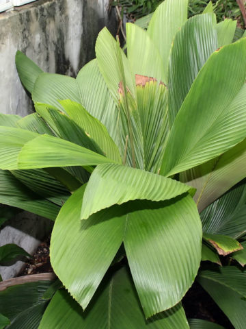 XL Iguanura Wallichiana Palm Tree (solitary)
