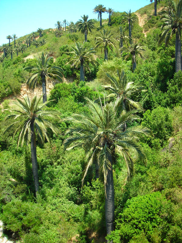 XL Chilean Wine Palm Tree jubaea Chilensis Urban Palms XL Chilean Wine Palm Tree jubaea Chilensis Urban Palms