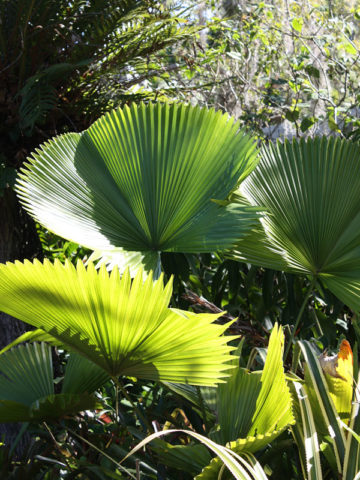 *UNCLE CHAN* 10 seeds Licuala peltata RARE Fan palm large undivided leaf 