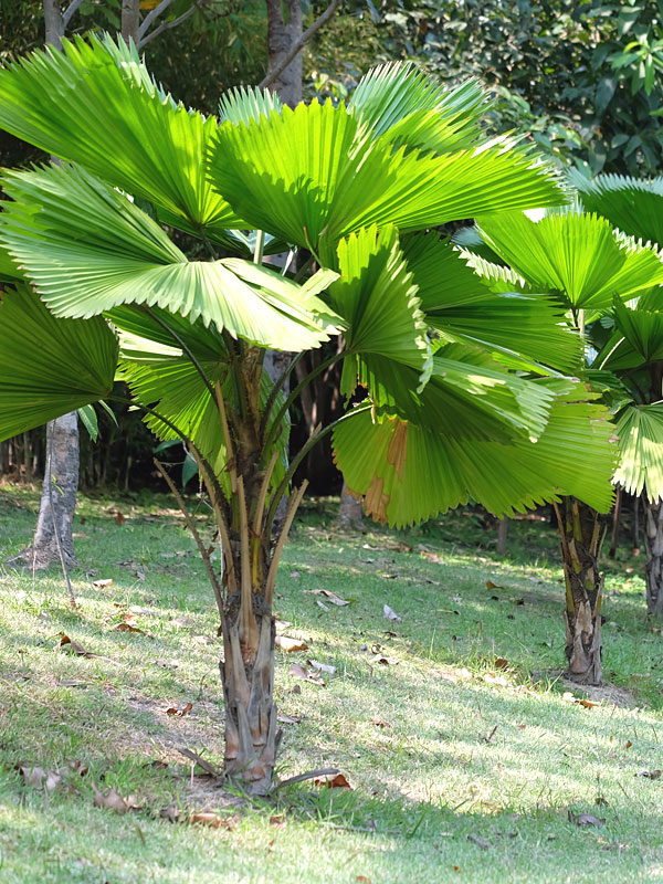 Ruffled Fan Palm Tree (licuala grandis) Urban Palms
