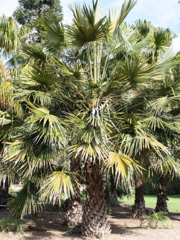 traveller palms for sale