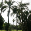 XL Latanier Palm Tree (phoenicophorium borsigianum)