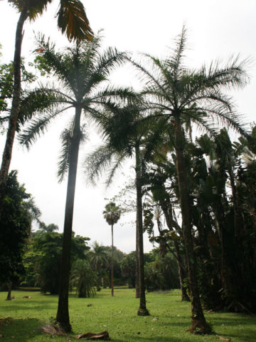 XL Latanier Palm Tree (phoenicophorium borsigianum)