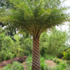 Indian Silver Date Palm Tree (phoenix sylvestris)