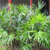 Lg. Clustering Lady Palm (rhapis excelsa)