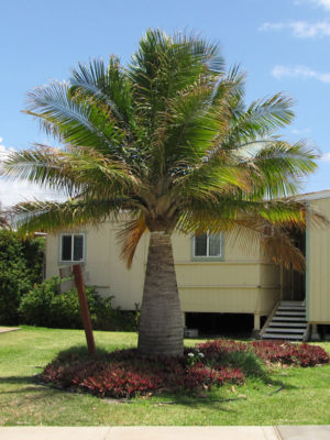 Urban Palms – Beautiful palms delivered.