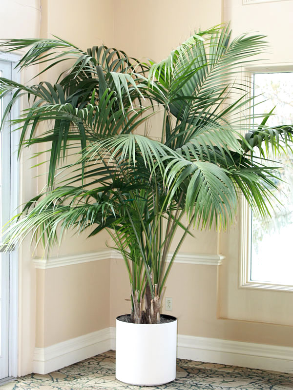 Plant Care majesty palm