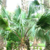 Lg. Bermuda Palmetto Palm Tree (sabal bermudana)