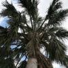 XL Hispaniola Palmetto Palm Tree (sabal domingensis)