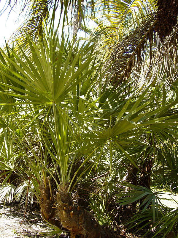does saw palmetto increase testosterone in females