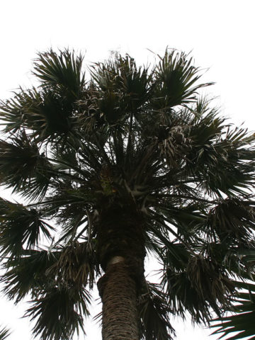traveller palms for sale