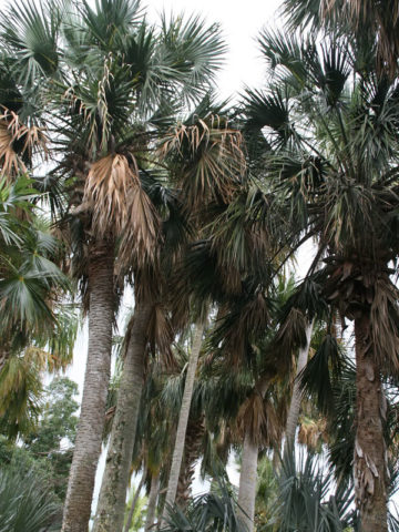 giant travellers palm