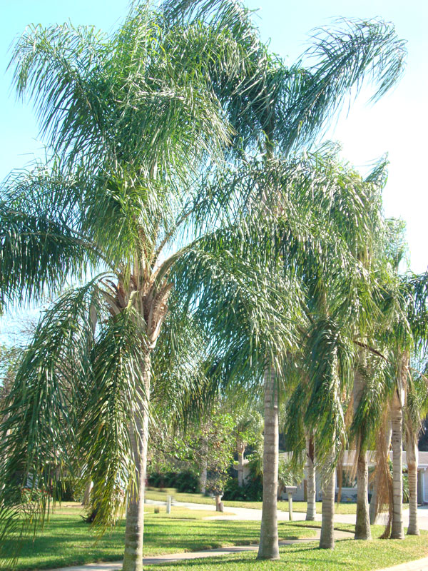  Queen Palm  Tree syagrus romanzoffiana Urban Palms