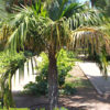 XL Arikury Parrot Palm Tree (syagrus schizophylla)