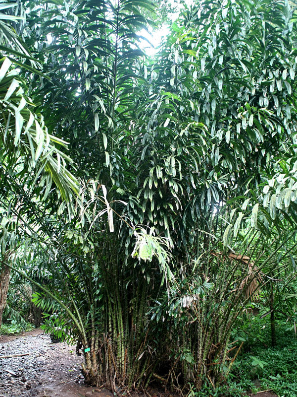 thumbnail image 2 of 35+ Seeds Salacca Zalacca Salak Snake Sweet Fruit Seeds Exotic, Seeds Rare 2 of 10