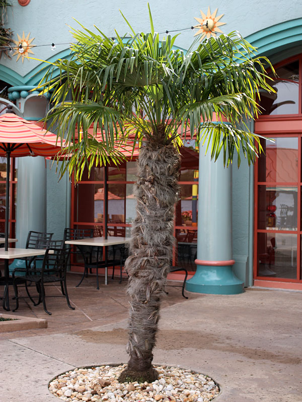 Windmill Palm Live Seedlings – Trachycarpus Fortunei, Cold Hardy, 3 Plants + 20 Seeds