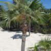 Caribbean Thatch Palm Tree (thrinax radiata)