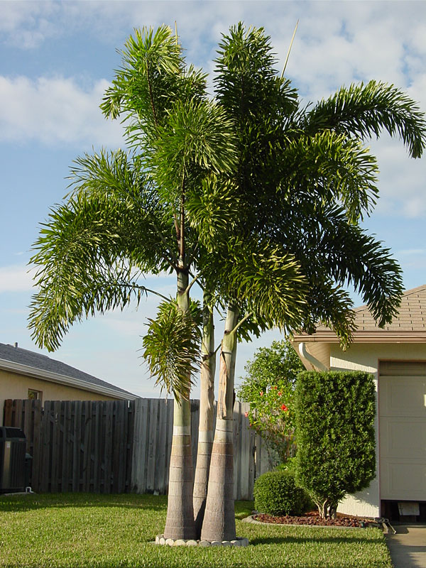 XL Foxtail Palm Tree (wodyetia bifurcata) – Urban Palms