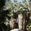 XL Skirted California Fan Palm Tree (washingtonia filifera)