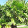 XL Venice Beach Fan Palm Tree (washingtonia robusta)