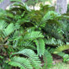 Cardboard Palm (cycad zamia furfuracea)