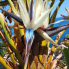 Giant White and Blue Bird of Paradise Starter Plant (strelitzia nicolai)